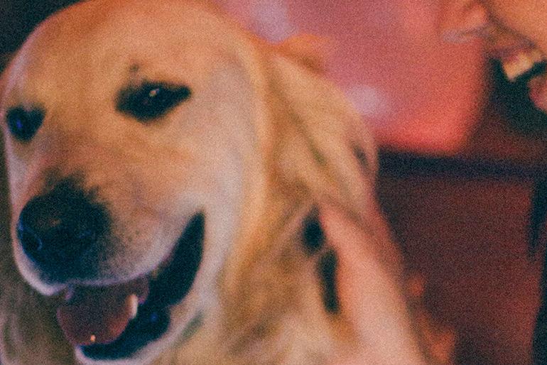 A dog with its mouth open staring off into space and panting contently as a hand scratches behind the dog's ear. The dog's muzzle indicates some seniority.