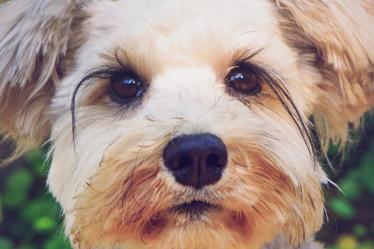 A terrier dog looking into the camera with a bush behind it.