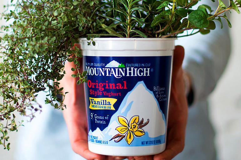 A person holding a pot of various herbs such as thyme and mint. The pot is a recycled Mountain High Yoghurt that has been filled with soil to be a plant pot.