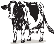 Black and white sketch of a milking cow