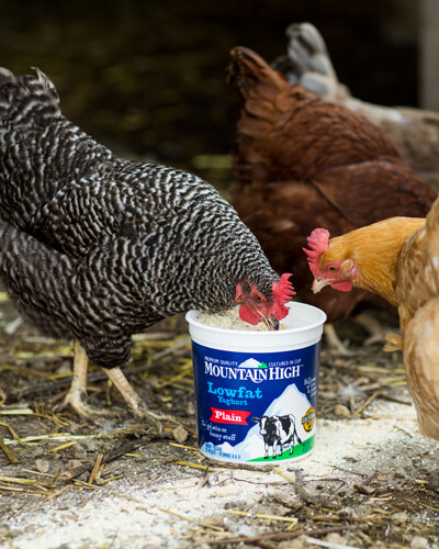 chickens eating feed out of a yoghurt tub