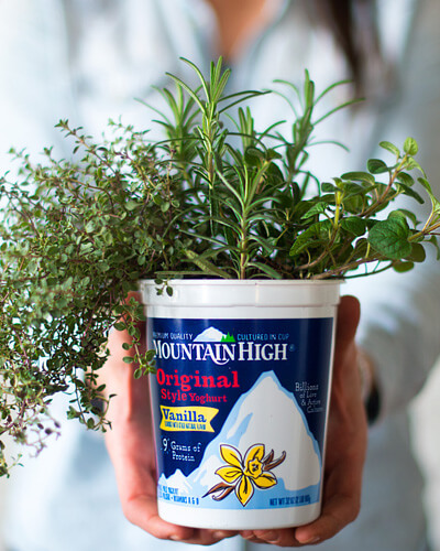 herbs growing in a yoghurt tub